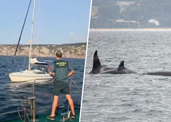En Galicia las orcas están golpeando veleros. Y hay una razón inesperada por la que están allí: los pulpos
